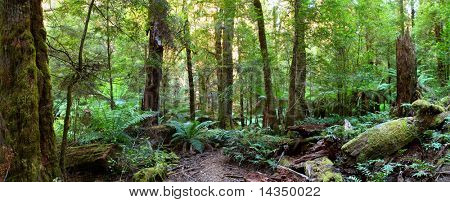 Panorama of a path through an Australian temperate rainforest, with lush treeferns, moss-covered logs, and myrtle beech trees.