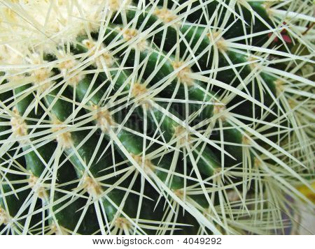 Cactus Thorns