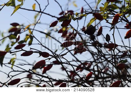 Hips Bush With Ripe Berries. Berries Of A Dogrose On A Bush. Fruits Of Wild Roses. Thorny Dogrose. R