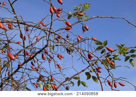 Hips Bush With Ripe Berries. Berries Of A Dogrose On A Bush. Fruits Of Wild Roses. Thorny Dogrose. R