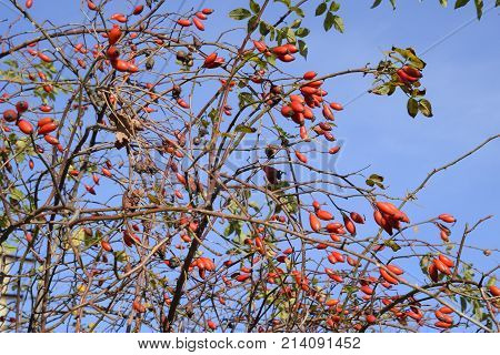 Hips Bush With Ripe Berries. Berries Of A Dogrose On A Bush. Fruits Of Wild Roses. Thorny Dogrose. R