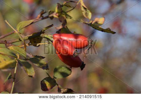 Hips Bush With Ripe Berries. Berries Of A Dogrose On A Bush. Fruits Of Wild Roses. Thorny Dogrose. R