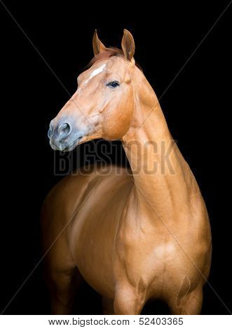 Chestnut horse portrait isolated on black background, Don horse.