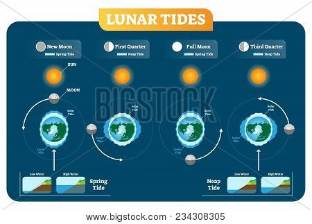 Lunar And Solar Tides Vector Illustration Diagram Poster Infographic. Spring And Neap Tide Scheme. G