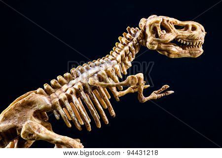 Dinosaur Tyrannosaurus T Rex Skeleton On Black Background