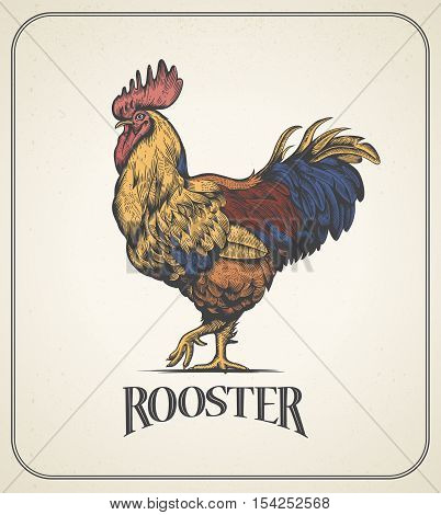 Rooster. Illustration of the cock in Vintage engraving style. Rooster colorful grunge label. Sticker image for the farms and manufacturing depicting roster. Grunge label for chicken product.