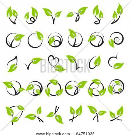 Leaves. Elements for design. Vector illustration.