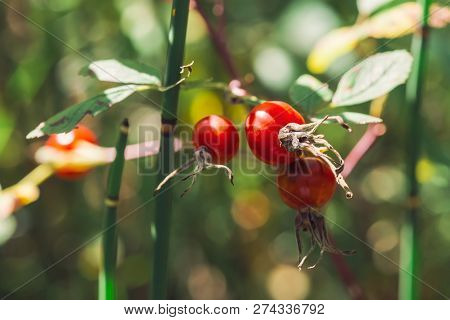 Ripe Rosehip Fruit Close Up. Dog-rose Grow With Equisetum On Bokeh Background. Herbal Treatment. Thi