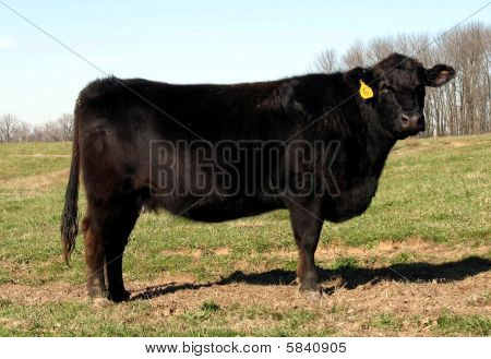 Red Angus Black Angus Calf Bull Heifer Cattle Portrait