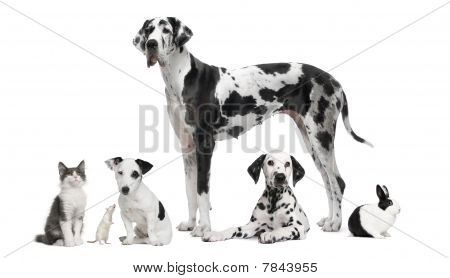 Group Portrait Of Black And White Animals In Front Of White Background