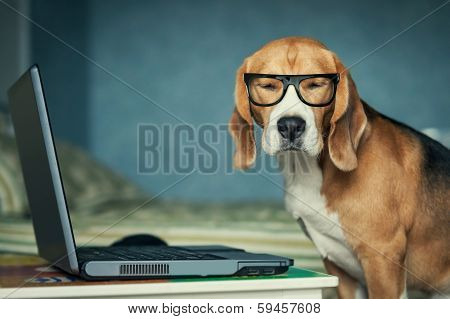 Sleepy beagle dog in funny glasses near laptop