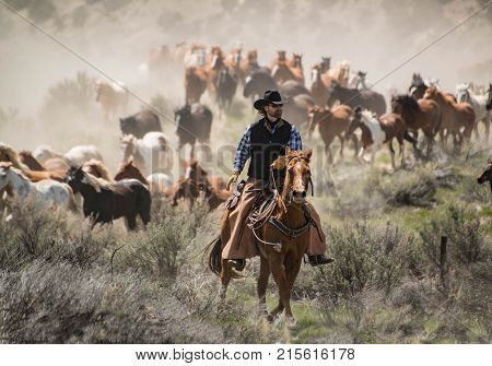 May 1, 2016 Craig, CO: Cowboy wrangler with black hat and sorrel horse herding horse herd at a gallop during annual Sombrero Ranch horse drive