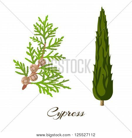 Cypress branch (Cupressus sempervirens) and tree. Vector illustration.