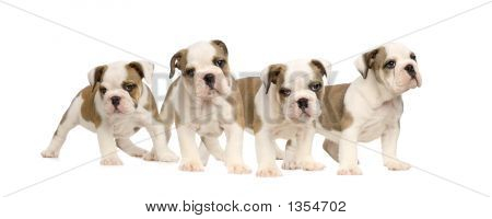  English Bulldog Puppies