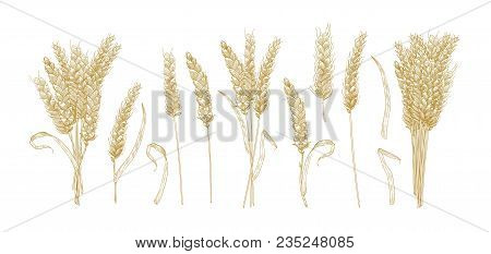 Collection Of Drawings Of Wheat Ears Isolated On White Background. Set Of Hand Drawn Parts Of Cultiv