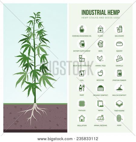 Industrial Hemp Cultivation, Products And Uses, Vector Infographic With Icons