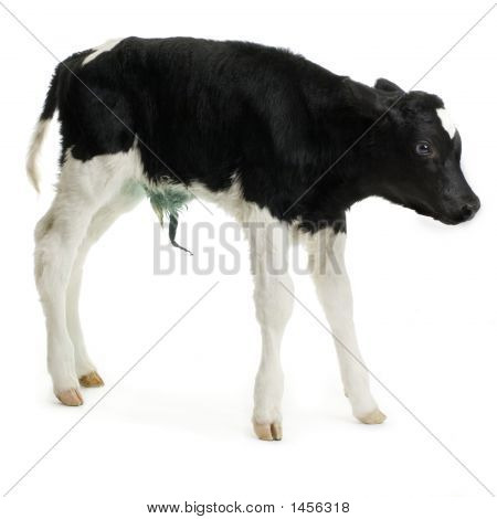 Calf