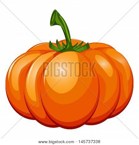 Fresh orange halloween pumpkin isolated on white vector. Orange autumn food fresh pumpkin vegetable holiday decoration. Seasonal ripe isolated pumpkin fresh october halloween symbol.