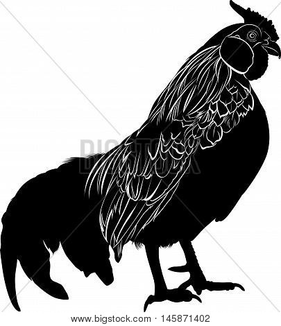 Cock. Poultry rooster. Farmer bird cock. Bird cock. Rooster black silhouette vector isolated on white background.