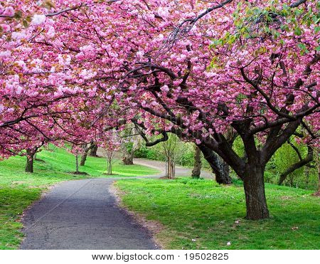 Cherry Blossom Path