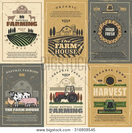 Agriculture And Farming Vector Design With Farm Field, Tractor And Barn, Cow Animals, Vegetables And