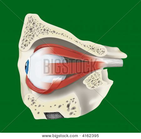 Anatomik bir göz kas ile gösterimi