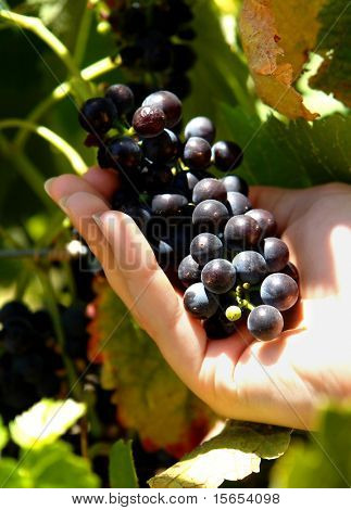 A female hand holding a bunch of grapes