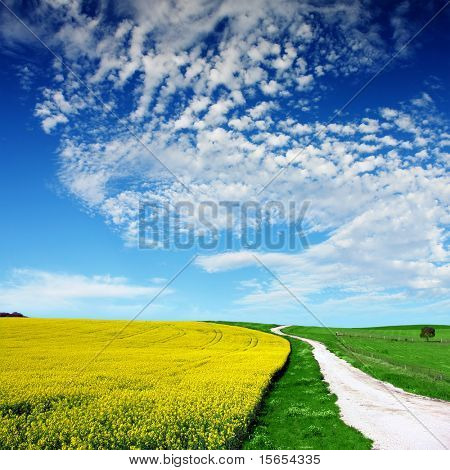 Path through Canola Field