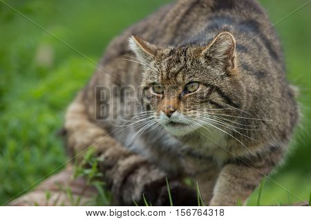 Scottish Wildcat (Felis Silvestris Grampia) on large tree trunk