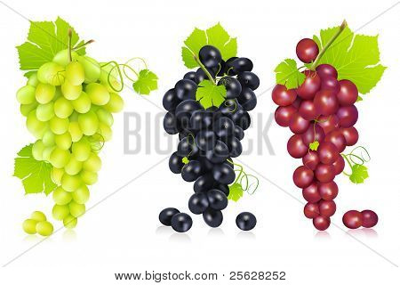 illustration of different variety of grape on white background