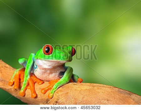 red eyed tree frog in tropical rain forest of Costa Rica. Natural purity and serenity, harmony in nature and a balanced ecosystem form basis of eco tourism conservation and protection of rainforest