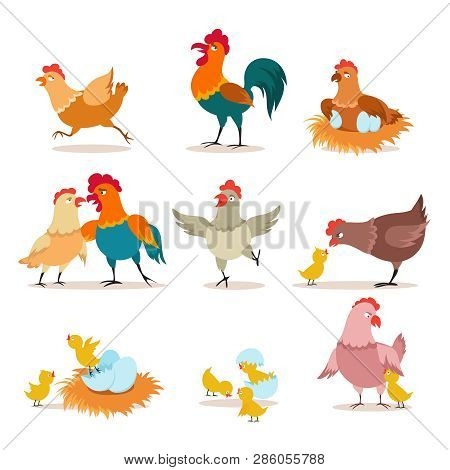 Cartoon Chicken. Chick With Eggs, Hen And Rooster. Happy Christmas Chicken, Domestic Birds And Valen