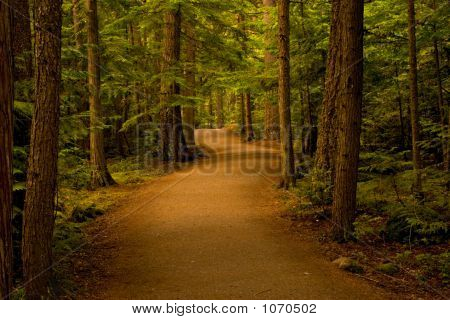 Path In The Forest