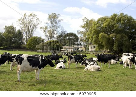 Herd Of Dairy Cows