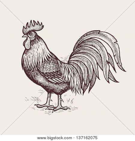 Vector illustration - dunghill cock. A series of farm animals. Graphics, handmade drawing Rooster. Vintage engraving style. Nature - Sketch. Isolated chicken bird on a white background.