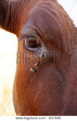 cow eye and fly