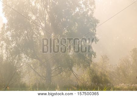 early morning. forest hiding in the fog.