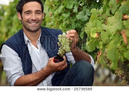 Harvesting the grapes.