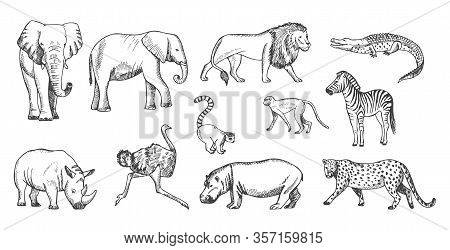 Sketch Animal. African Wild Savanna Fauna. Isolated Lion, Elephant, Leopard And Crocodile Vector Ill