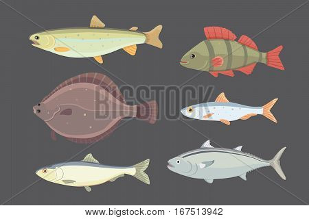 Isolated river fish. Set of freshwater sea cartoon fishes. Fauna ocean illustration