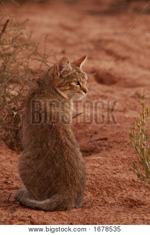 Африканский дикий кот (Felis Lybica)