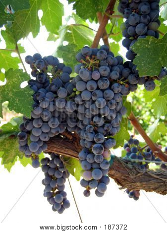 Grapes On The Vine Vertical