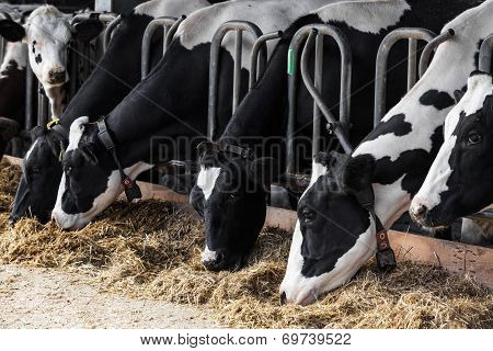 Cows In A Farm.  Dairy Cows In A Farm.