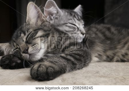 Two sibs illuminated little cats (kitties) sleeping together on the plush ground with dark background. Grey and stripped black cats (kitty) sleeping on wool. Friendship and cats. Cats dreaming.