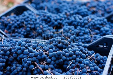 Blue Grapes, Background Of Freshly Picked Grapes, Wine Grapes. Dark Wine Grapes Background, Grape