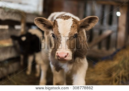 Cute Calf Looks Into The Object. A Cow Stands Inside A Ranch Next To Hay And Other Calves.