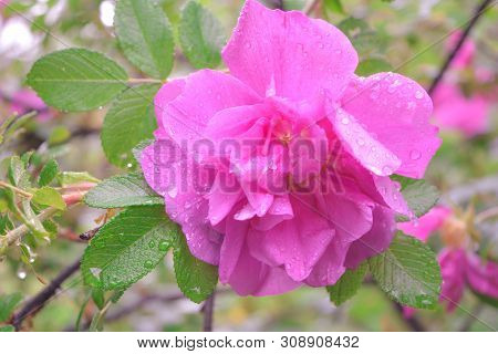 Closeup Of Pink Dogrose Or Briar Flower With Soft Focus. Macro View Of Flowering Rose Hips Of Briar 