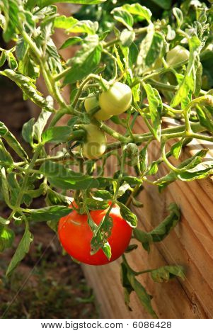 Growing Tomato