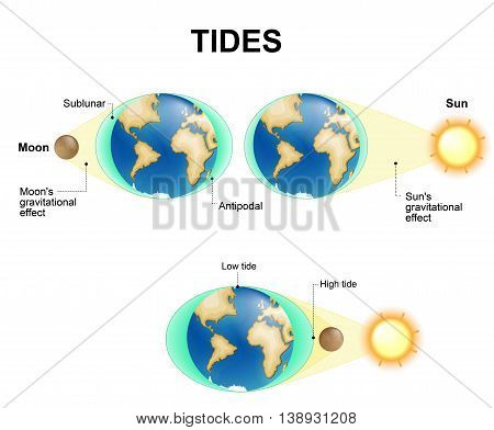 Tides depend where the sun and moon are relative to the Earth. Gravity and inertia creating tidal bulges on opposite sides of the planet. The gravitational force of the moon pulls the ocean's waters toward it creating bulge.