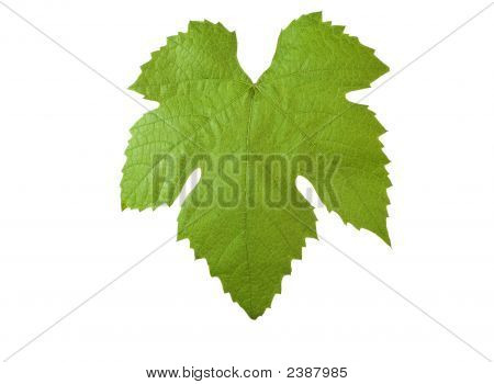 Grape-Leave With Clipping Path